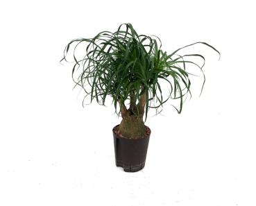 beaucarnea ,elefantenfuss